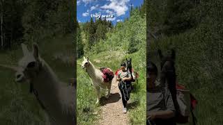 Take a Llama to Lunch | Local Adventurer #shorts