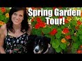 Spring Garden Tour - LOTS of Nasturtiums, Poppies & Garden Tips!