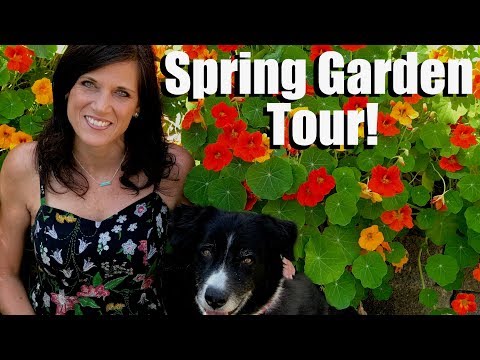 Spring Garden Tour - LOTS of Nasturtiums, Poppies & Garden Tips!
