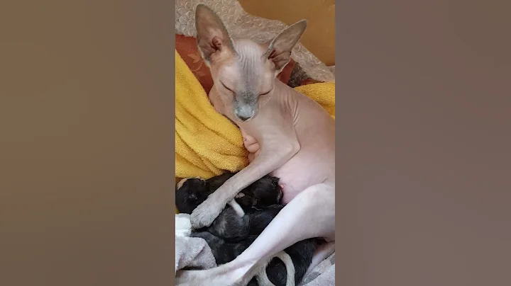 Video 1244201: sphynx cats kittens, mother sphynx, haired kitten