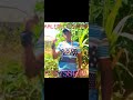 KALEMELA SHINGA MAJUNGU KALEMELA SHINGA MAJUNGU
