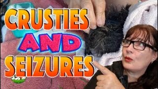 Guinea pig mange seizures and crusties by Cavy Central Guinea Pig Rescue with Lyn 1,701 views 1 year ago 16 minutes