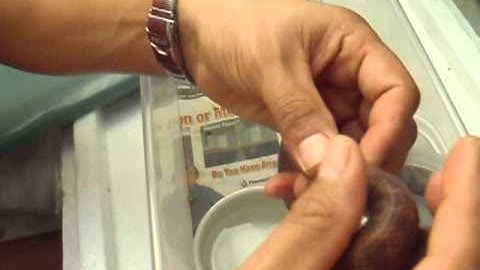 Anthill (pygmy) python