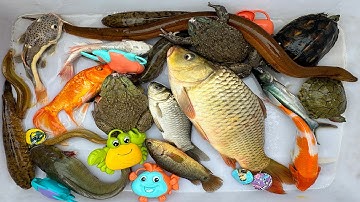 Kem Chanel lái công nông bắt cá trong chum có cá chép, cá trê, con rùa, con vịt, con chuột, cá chuột