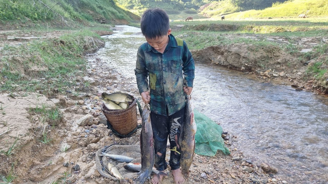 Skills to catch catfish, harvest carp to sell to earn a living of orphan boy Ngan