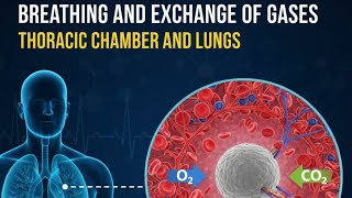 BREATHING AND EXCHANGE OF GASES |THORACIC CHAMBER AND LUNGS | NCERT | EASY EXPLANATION WITH NOTES