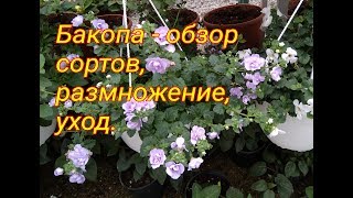 Вегетативная бакопа - выращивание,  уход,  обзор сортов.