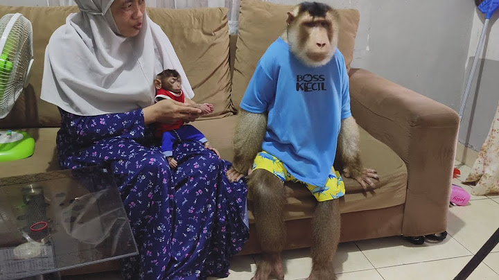 beruk besar Bastian main sama beruk baby Lilly