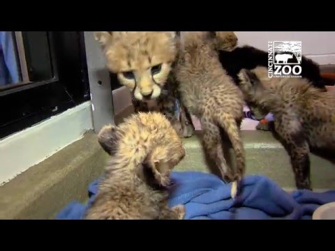 保育犬 が親代わりになって チーターの赤ちゃんを子育て 動画 Jiuni Q 保育犬 が親代わりになって チーターの赤ちゃんを子育て 動画 Jiuni Q