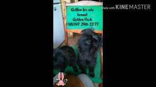 Гриффон.Смешные собаки.Про политику#смешноевидео#griffon;#прособак;#гриффон;#щенки;#прикол;#котопес# Гриффон.Смешные собаки.Про политику#смешноевидео#griffon;#прособак;#гриффон;#щенки;#прикол;#котопес#
