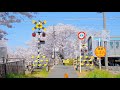 【8K HDR】 Japan Kyoto Cherry Blossom 京都の桜