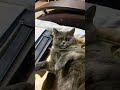 Бетти Смешные котики🐱 #смешныекоты #funny #funnyvideo