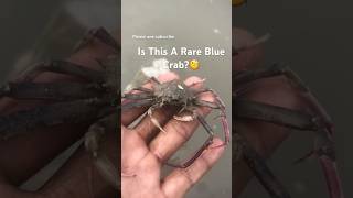 Rescuing a Mysterious Blue 🦀🐚🌊 #fishing #viral #shorts #fish #trending #ocean