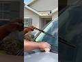 Before you buy new wipers, watch this 
