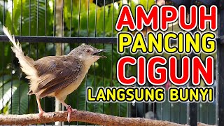 Pancingan Cigun Bahan Agar Bunyi Langsung Ngebren