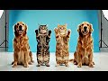 Cat and Dog Dance Together Viral Cats and Dogs Dance #cat #dog #puppy