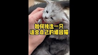 如何挑一只适合自己的缅因猫呢#缅因猫 #萌宠出道计划 #宠物 #养宠知识