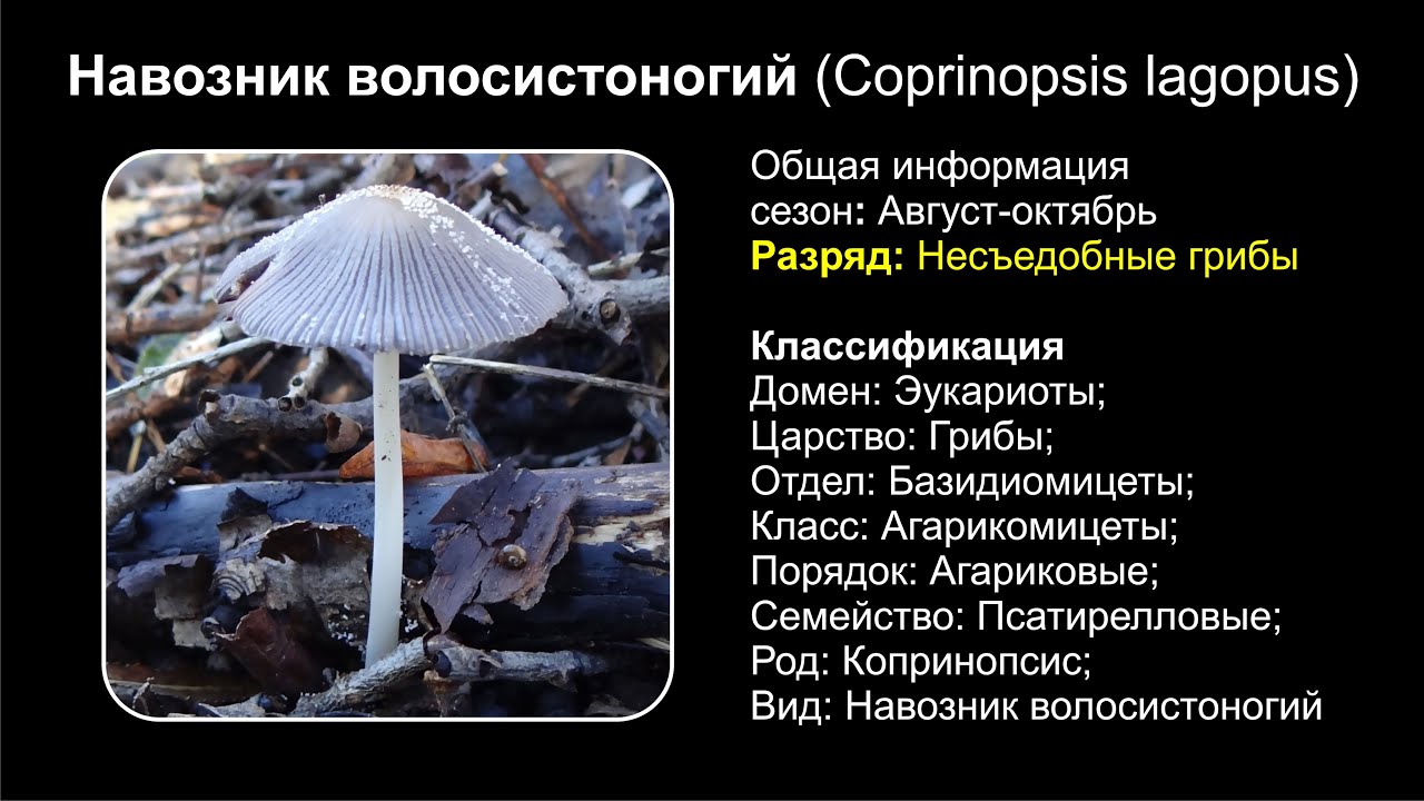 Навозник волосистоногий (Coprinopsis lagopus)