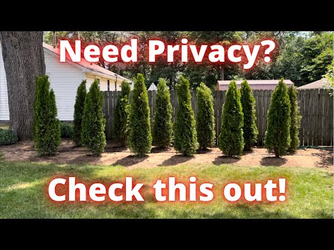 How to create a privacy fence with emerald green arborvitae trees.