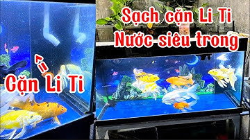 Làm Theo Cách Này Sạch Cặn Li Ti Trong Hồ Cá Koi + Chép - Nguyên Nhân Và Cách Khắc Phục Hiệu Quả.