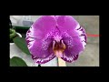 Шоу орхидей в Бауцентре 25 января 2021г. Ягуар, Голден Леопард, Виолет Квин, Синголо