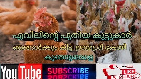 എവിലിന്റെ പുതിയ കൂട്ടുകാരെ കണ്ടാലോ....... Malayalam |malayalam vlog channel |shibin varghese