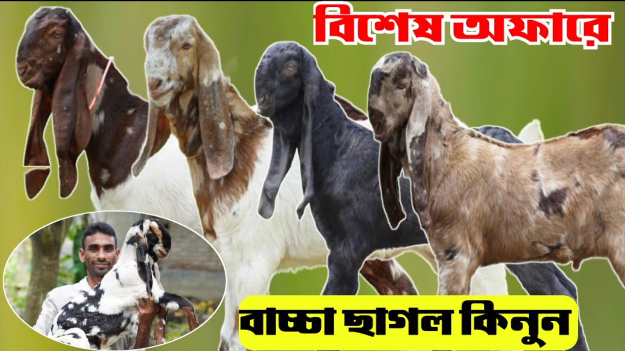 ঈদ উপলক্ষে বিশেষ অফারে কোয়ালিটি ফুল বাচ্চা ছাগল কিনুন নাটোরের আবু ভাই এর খামার থেকে | 