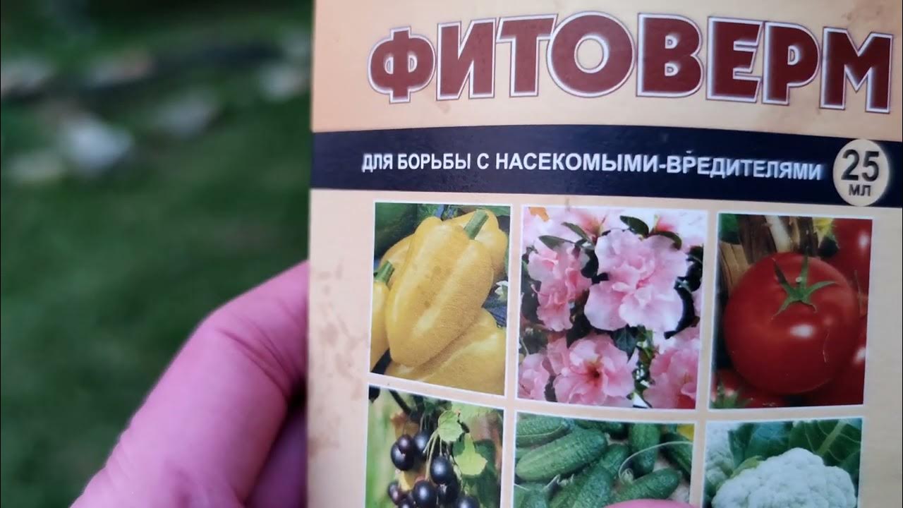 Как избавиться от чёрной тли #сад#вредители #фунгицид#garden# ...