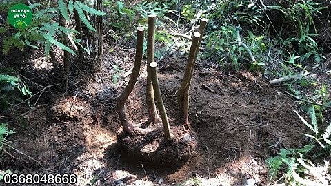 GL.Sim rừng bệ đẹp bầu nguyên bản.Hoa bạn và tôi