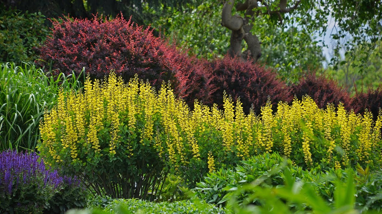 Растение дня: с 13 по 19 октября (сейчас скидка 35% на проверенные растения-победители)