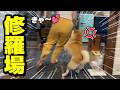 娘が柴犬のイタズラを注意したら大騒ぎになりましたwww