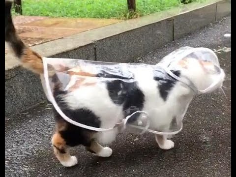 pet-dog-cat-transparent-raincoat-fashion-small-dog-rain-day-clothes