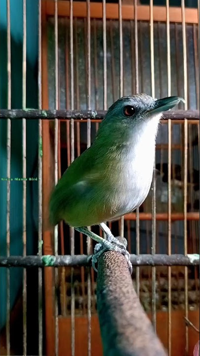 burung pelanduk semak/cingcoho suara full birahi untuk memancing bunyi burung bahan.