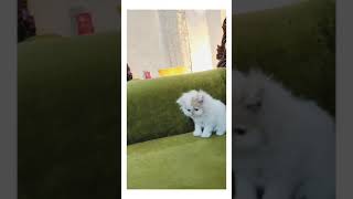Beauty Of Van Persian Kittens - Handsome Red And White Punch Face Kitten Of Persian Paradise Cattery