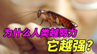 为什么蟑螂是灭不完的?而且在人的努力下只会越来越强Why we can’t destroy cockroachs?