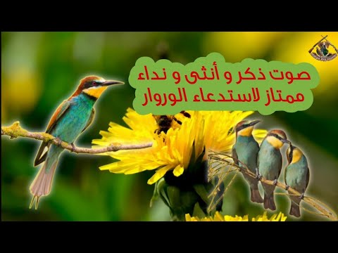 صوت الورور ذكر و أنثى