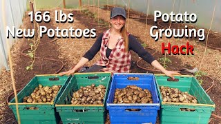 Harvesting 166 lbs of NEW POTATOES in MAY - Self Sufficient Garden UK - Planting to Harvest Tips