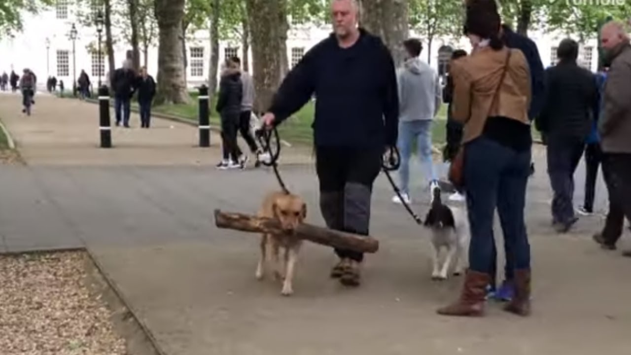 videos for cats Dog finds massive branch in the park, determined to bring it home