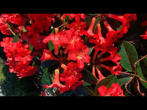 Video: Rhododendron: Geheimen Van Overvloedige Bloei