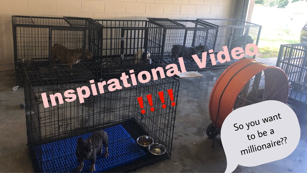 MUST DO!! /American Bully Kennels The million dollar business. YouTube