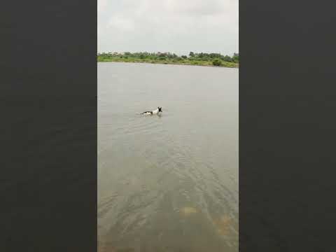 Dog Swimming |