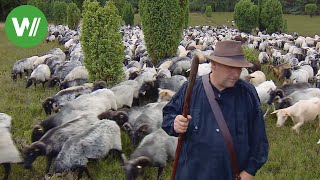 Ein Schäfer und seine Heidschnucken in der Lüneburger Heide