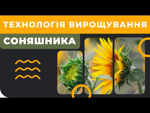 Технология выращивания подсолнечника