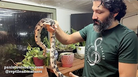 Bull, Pine & Gopher Snakes | Rare & Beautiful - Ep...