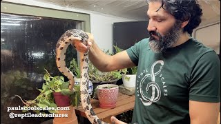 Bull, Pine & Gopher Snakes | Rare & Beautiful  Episode 26