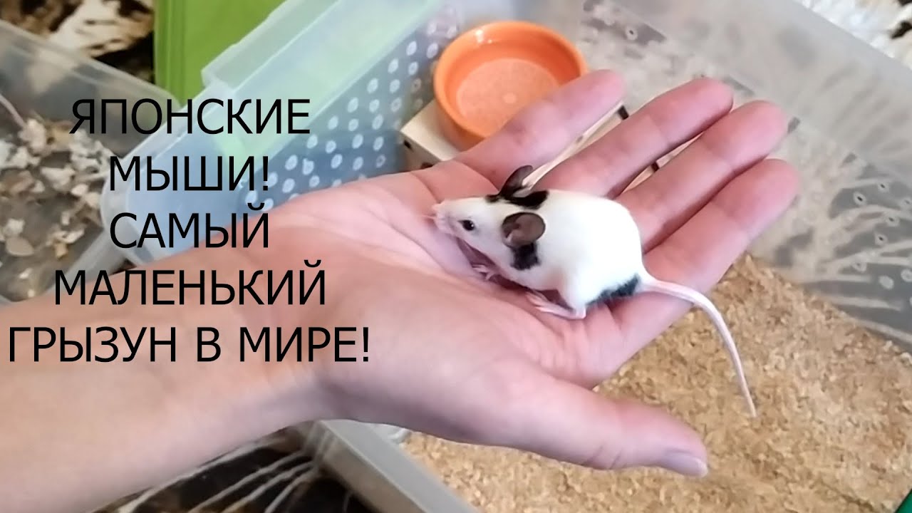 Мышь уход и содержание. Мышь уход и содержание