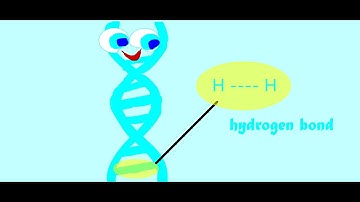 Nucleotides | Watson and Crick base pairing | Chargaff