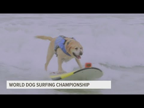 Hundreds of dogs