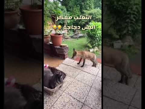 الثعلب على باله البس دجاجة