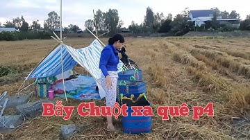 Vợ Chồng Miền Tây Bẫy Chuột Theo đường Cặp Ao Cá Và Cái Kết #sănbắtchâuđốc